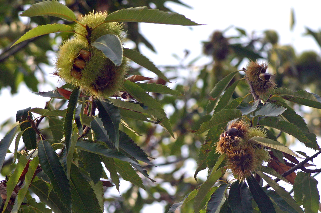 Castagne